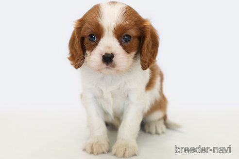 成約済の神奈川県のキャバリアキングチャールズスパニエル-248615の9枚目